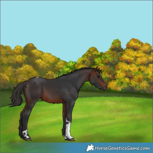 Horse Color:Brown Tobiano Rabicano 