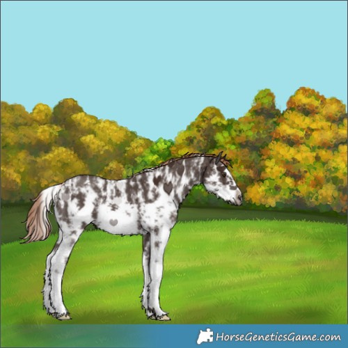 Horse Color:Liver Chestnut Sabino Splash Frame Rabicano 