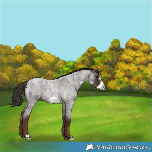 Horse Color:Liver Red Roan Frame 