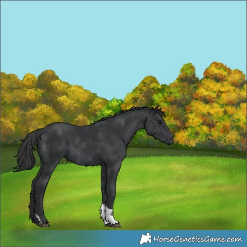 Horse Color:Black Tobiano Rabicano 