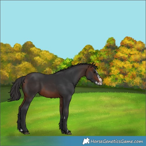 Horse Color:Brown Splash 