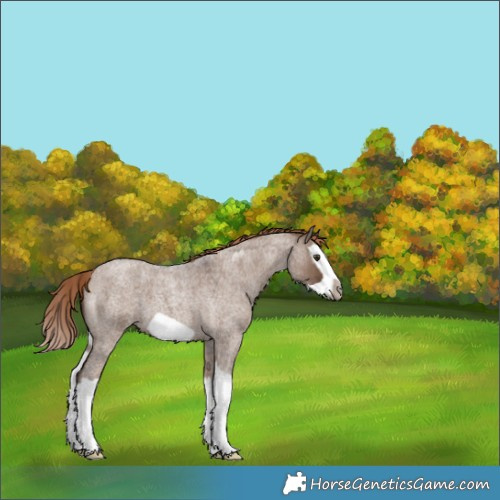 Horse Color:Liver Red Dun Roan Splash Frame