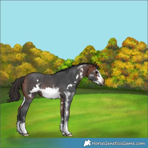 Horse Color:Bay Sabino Frame Rabicano 