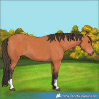 Horse Color:Bay 