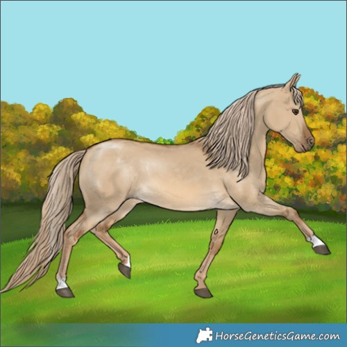 Horse Color:Chocolate Palomino Dun Rabicano 