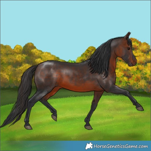 Horse Color:Brown 