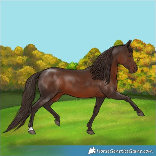Horse Color:Liver Chestnut