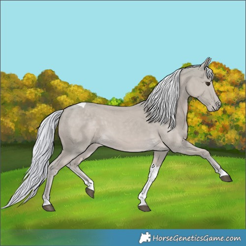 Horse Color:Watercolor Palomino Tobiano 