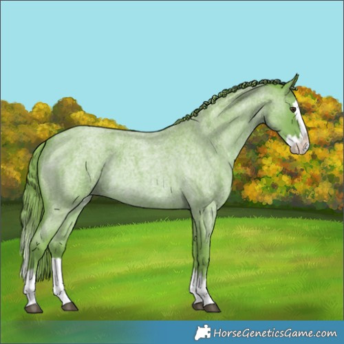 Horse Color:Watercolor Red Roan Splash 