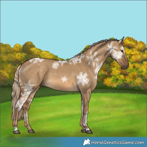 Horse Color:Chocolate Palomino Ice Dun