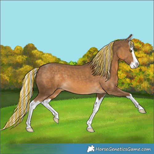 Horse Color:Painted Chocolate Palomino Splash 