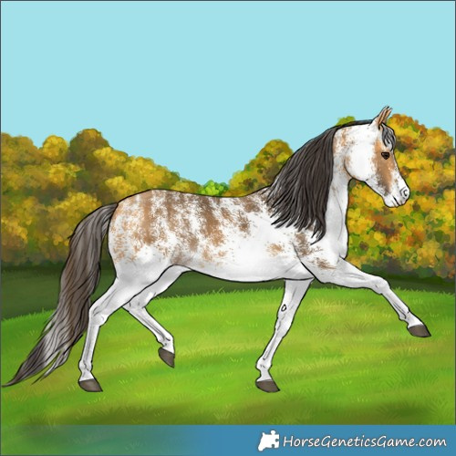 Horse Color:White Spotted Buckskin