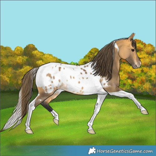 Horse Color:Buckskin Tobiano Near Leopard 