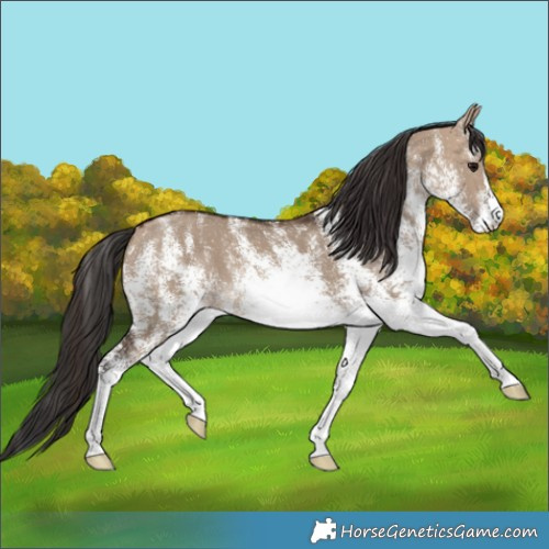 Horse Color:White Spotted Brown Dun 