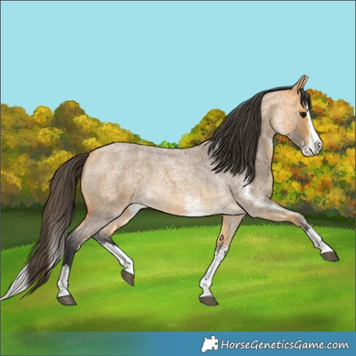 Horse Color:White Spotted Buckskin Roan Splash 