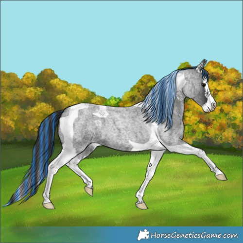 Horse Color:Painted Blue Roan Splash Tobiano 