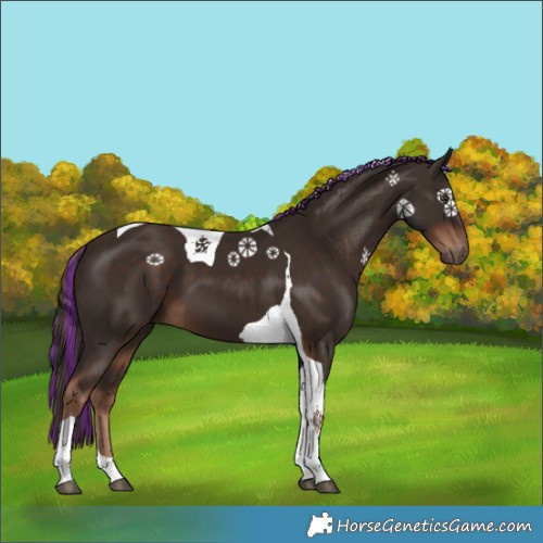 Horse Color:Painted Liver Chestnut Tobiano 