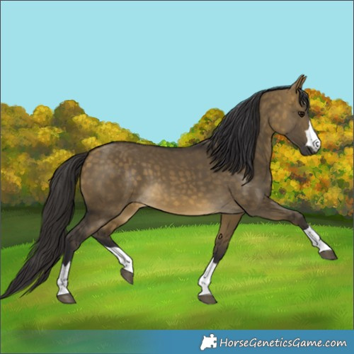 Horse Color:Buckskin Dun 