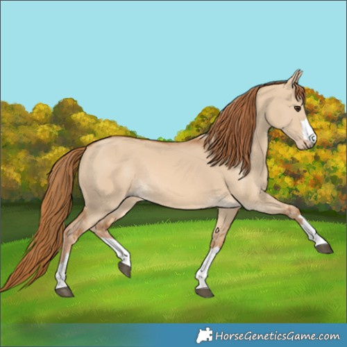 Horse Color:Red Dun 