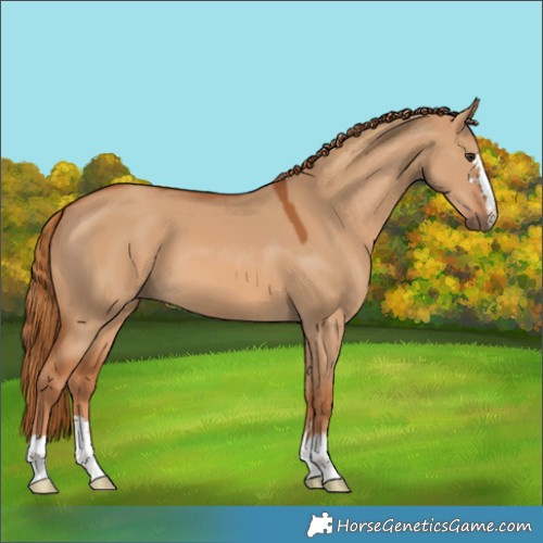 Horse Color:Red Dun