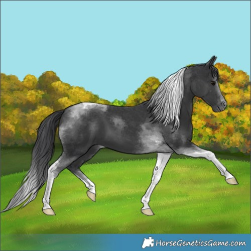 Horse Color:Black Tobiano 