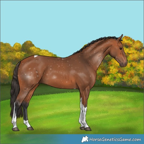 Horse Color:Bay Tobiano 