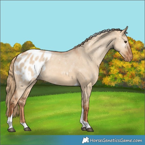 Horse Color:Red Dun Tobiano Blanket 