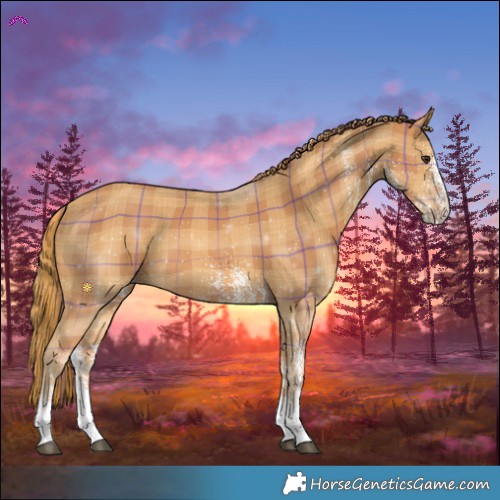 Horse Color:Plaid  White Spotted Chestnut 
