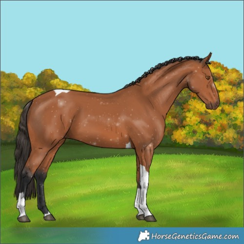 Horse Color:Bay Tobiano