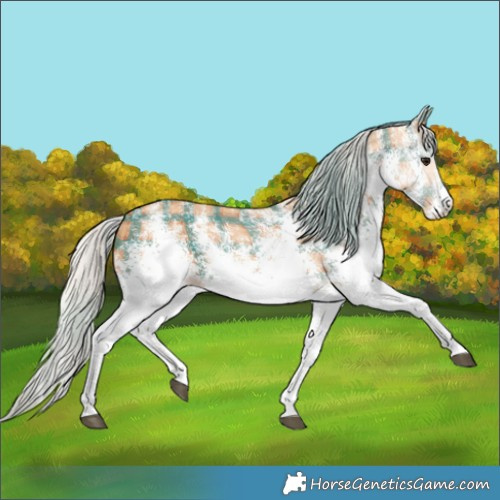 Horse Color:Plaid  White Spotted Silver Bay 