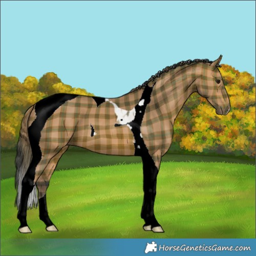 Horse Color:Plaid  Bay Tobiano 