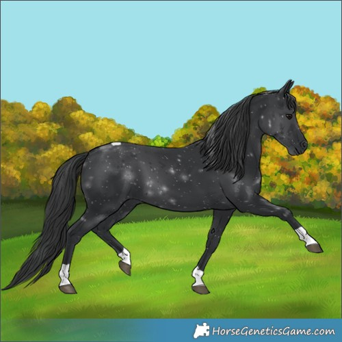 Horse Color:Black Tobiano