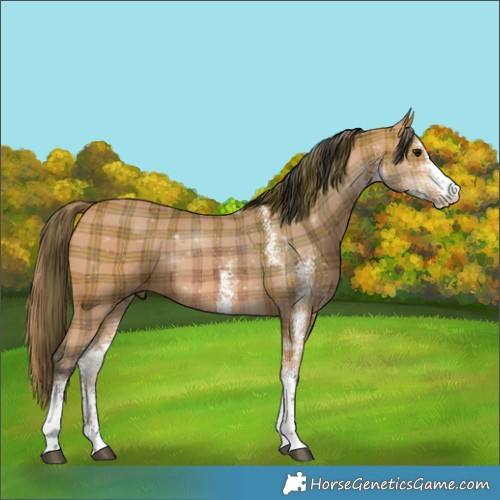 Horse Color:Plaid White Spotted Bay Rabicano