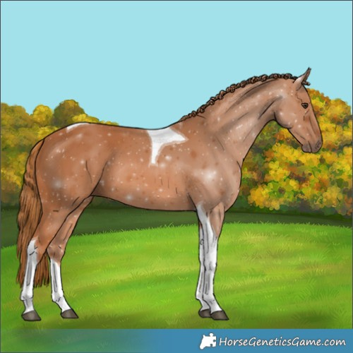 Horse Color:Chestnut Tobiano 