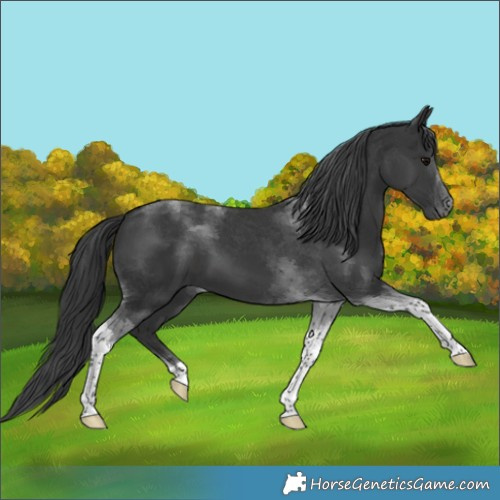 Horse Color:Black Tobiano 