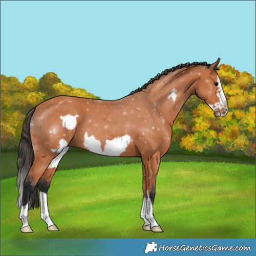 Horse Color:Bay Splash Frame
