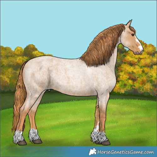 Horse Color:Red Roan