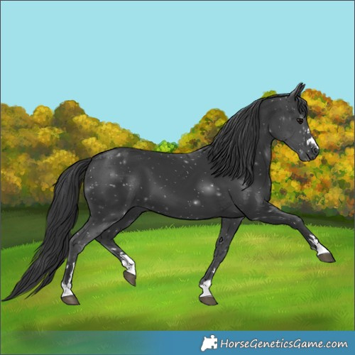 Horse Color:Black 