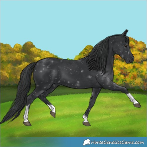 Horse Color:Black Tobiano
