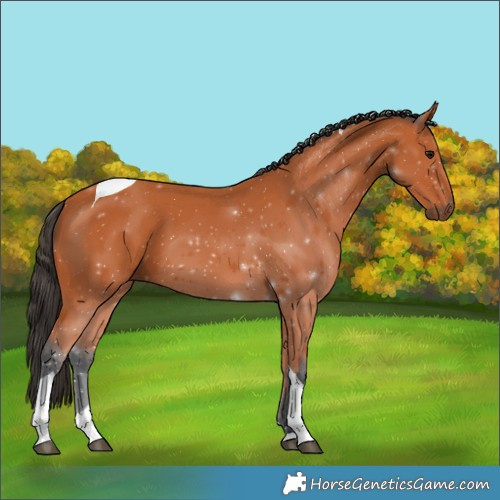Horse Color:Bay Tobiano