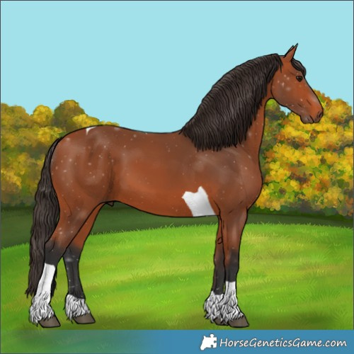 Horse Color:Bay Tobiano 