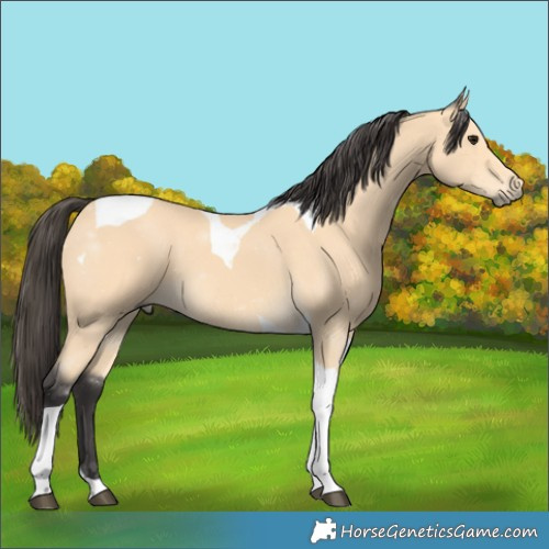 Horse Color:Buckskin Tobiano
