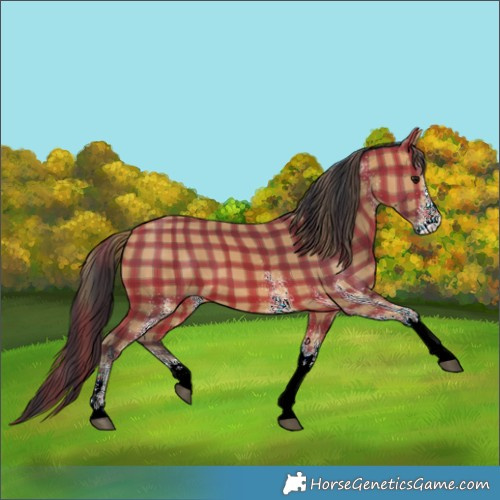 Horse Color:Plaid  White Spotted Bay 