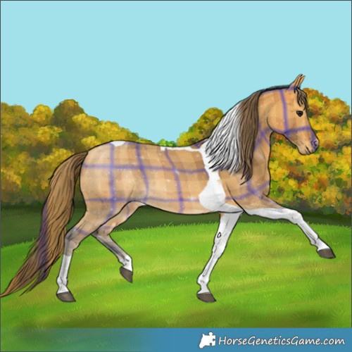 Horse Color:Plaid  Buckskin Tobiano 