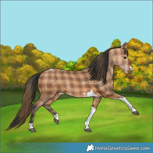 Horse Color:Plaid Bay Tobiano Rabicano