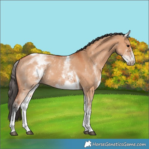 Horse Color:White Spotted Bay Dun Tobiano 