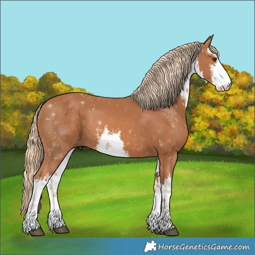 Horse Color:White Spotted Chestnut 
