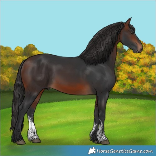 Horse Color:Brown Sabino Rabicano