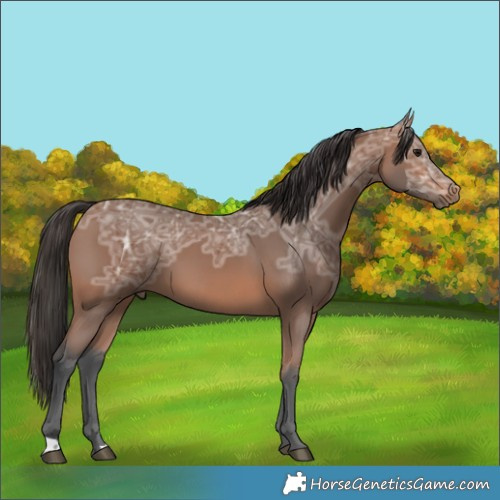 Horse Color:Bay Ice 
