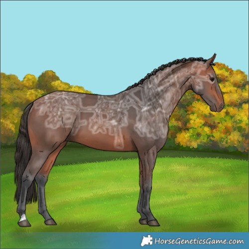 Horse Color:Bay Ice